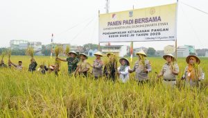 Kodim 0502/JU Panen Padi Bersama Gapoktan Rorotan Jaya, Perkuat Program Ketahanan Pangan di Jakarta Utara