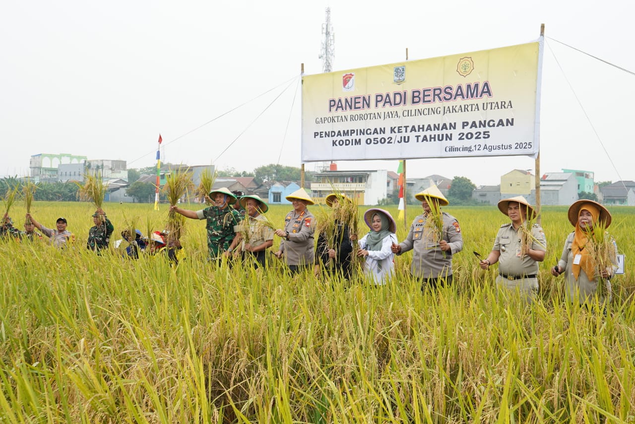 Kodim 0502/JU Panen Padi Bersama Gapoktan Rorotan Jaya, Perkuat Program Ketahanan Pangan di Jakarta Utara