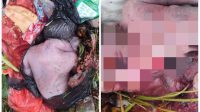 Malangnya Nasib Bayi Perempuan di Ambon, Baru Lahir, Dibuang ke Tempat Sampah, Ditemukan Sudah Tak Bernyawa
